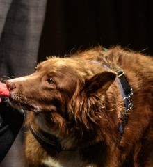 Foto: Míša na ukázce asistenčních psů