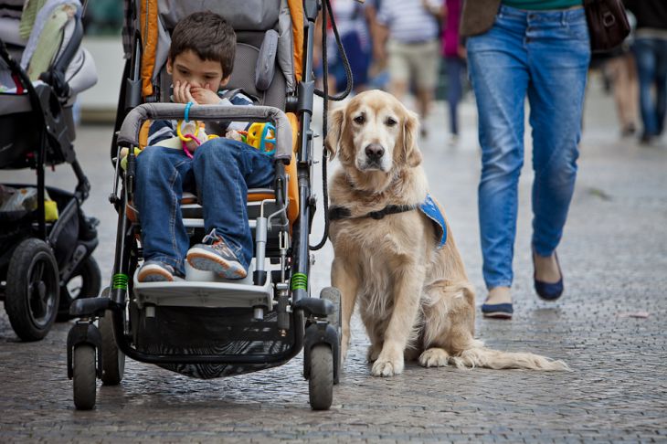 Foto: Asistenční pes Jack pomáhá malému Honzíkovi od roku 2012.