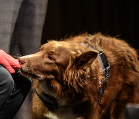 Foto: Míša na ukázce asistenčních psů